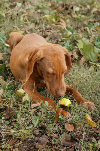 Cute Vizsla Puppy Laying on The Ground and Eating Apple