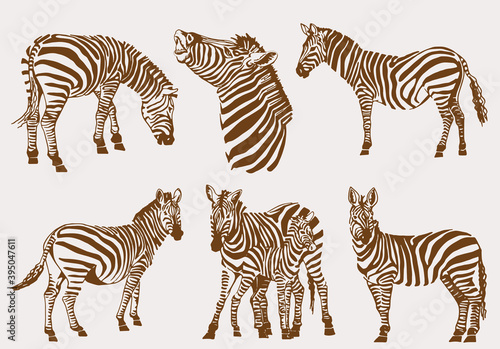 Vector sepia illustration  set of zebras   vintage pattern