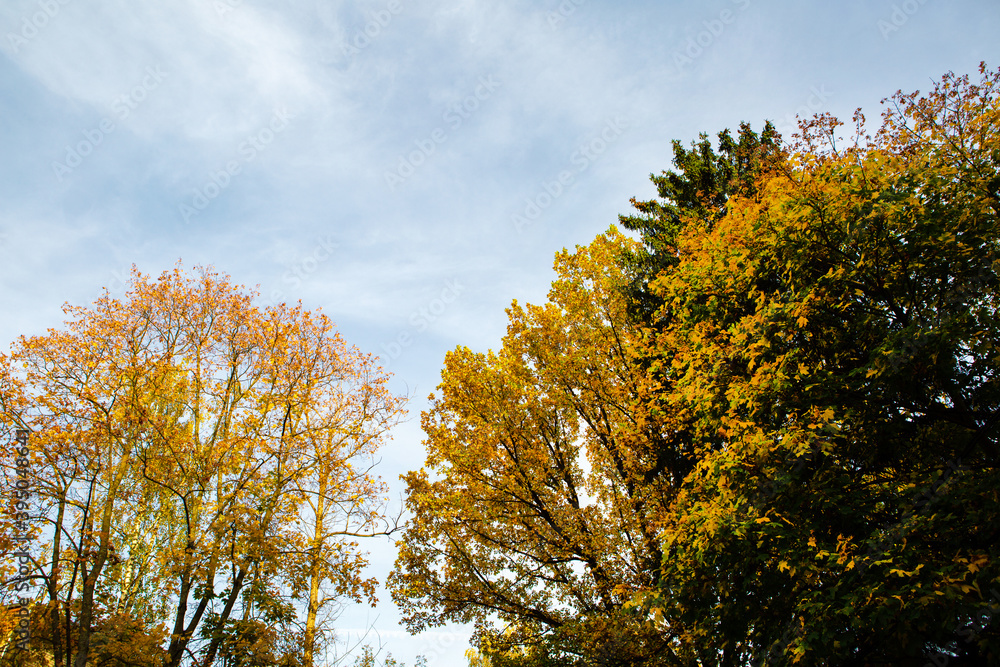 Trees with yellow foliage against a blue sky