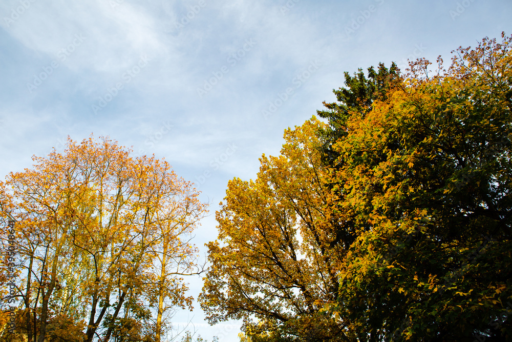 Trees with yellow foliage against a blue sky Trees with yellow foliage against a blue sky
