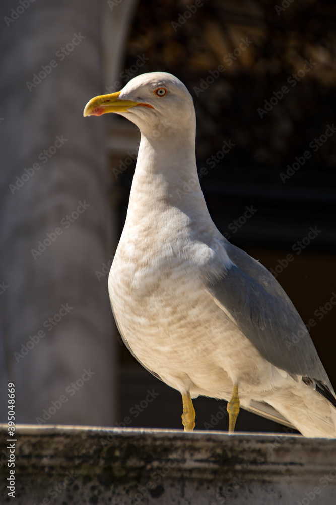 seagull