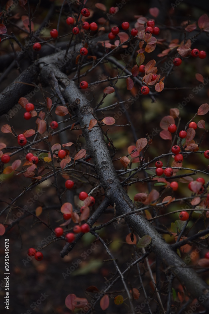 Irga pozioma owoce jesienne tło rockspray autumn dark background
Irga pozioma owoce jesienne tło rockspray autumn dark background