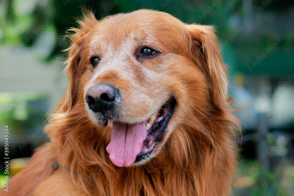 Close-up of a golden retriever dog in a park, Bogotá Colombia November 24, 2020