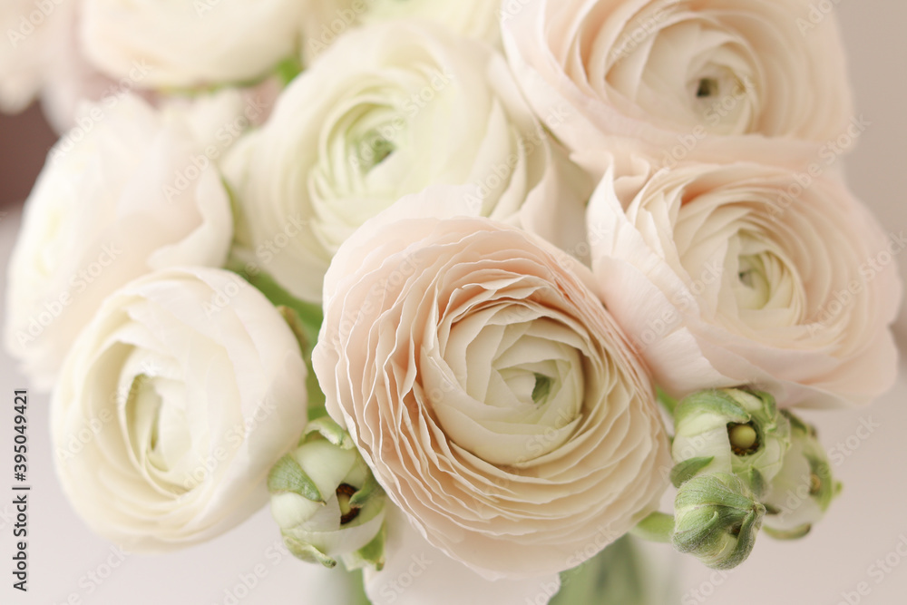 Obraz premium ranunculus flowers