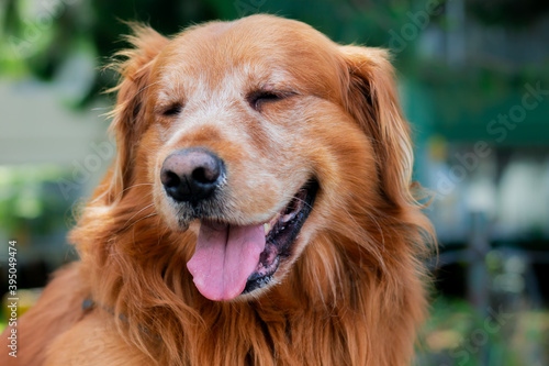 Close-up of a golden retriever dog in a park  Bogot   Colombia November 24  2020