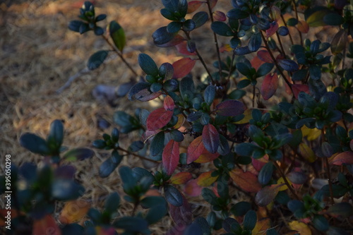 Jesienne liście azalia japońska w ogrodzie autumn azalea leaves for background