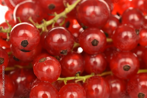 Ripe organic, red currants, close-up.
