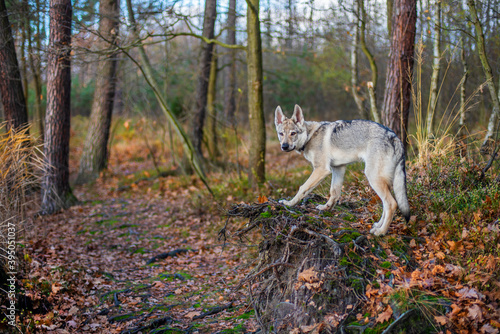 Młody pies na spacerze w jesiennym lesie #395051037
