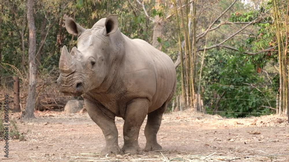 The rhinoceros shows alertness when something unusual is found on its territory. The rhinoceros shows alertness when something unusual is found on its territory.