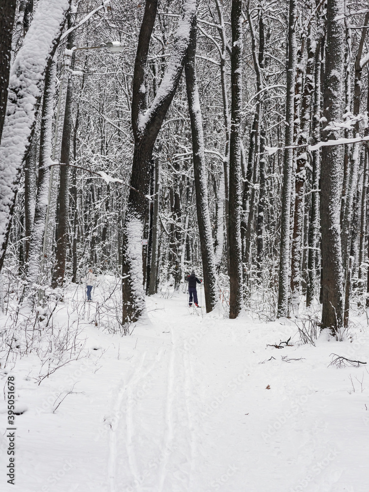 Snow-covered trees and bushes in the city park. Beautiful winter nature, selective focus, natural background. Snow-covered trees and bushes in the city park. Beautiful winter nature, selective focus, natural background.
