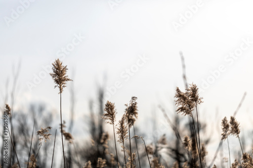 Tall yellow grass with a white sky