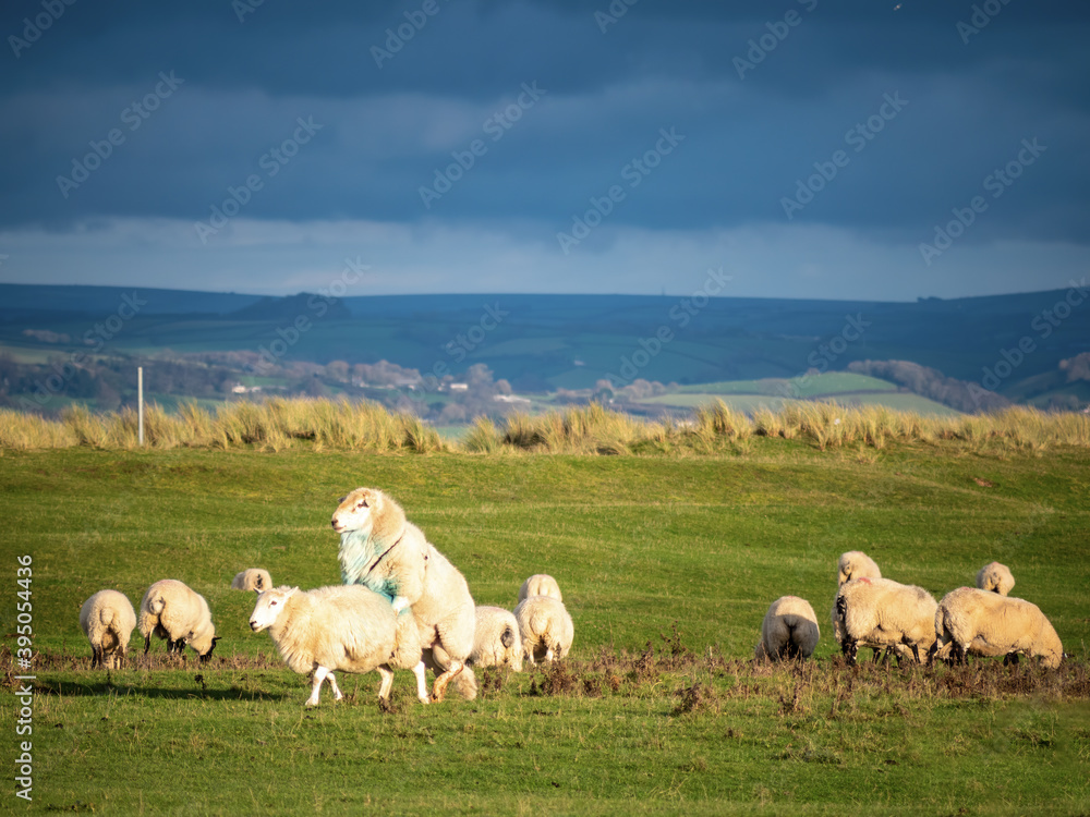 Ram, tup mounting ewe, domestic sheep mating in flock.