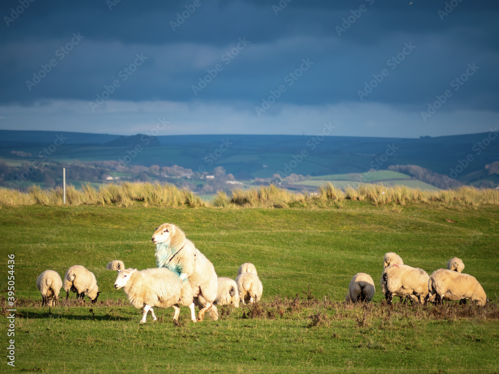 Obraz premium Ram, tup mounting ewe, domestic sheep mating in flock.