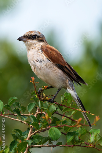 Pie grièche écorcheur,. male, Lanius collurio, Red backed Shrike