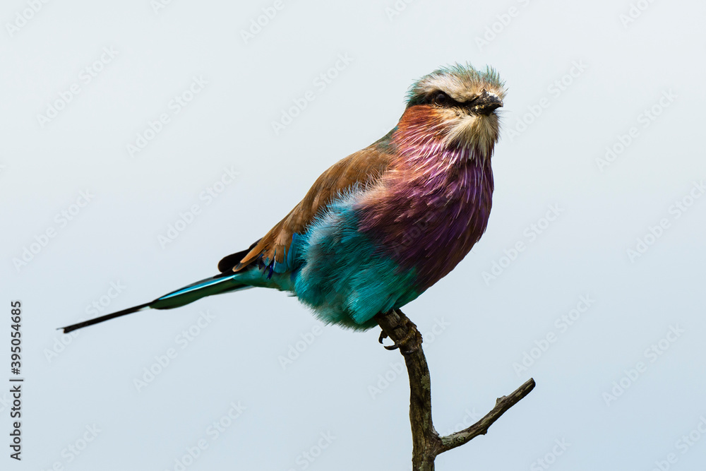 Fototapeta premium Rollier à longs brins,. Coracias caudatus, Lilac breasted Roller