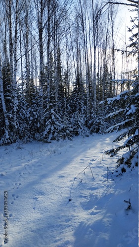 winter forest