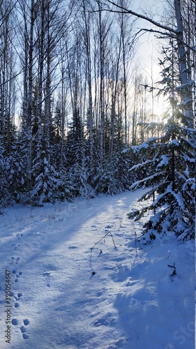 winter forest