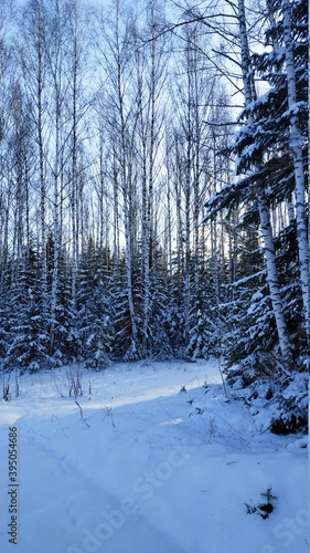 winter forest