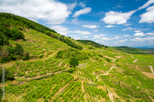 vineyards in Kaysersberg in Alsace France photo