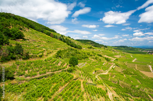 Obraz na płótnie vineyards in Kaysersberg in Alsace France w salonie