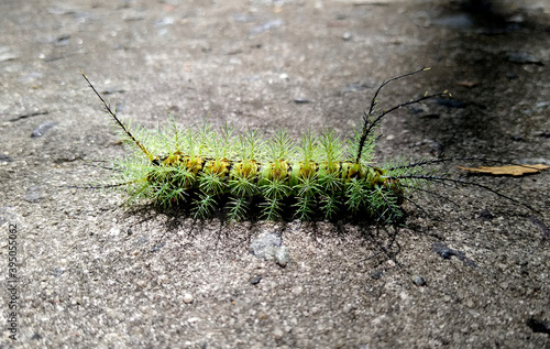 salvador, bahia / brazil - november 24, 2020: insect fire caterpillar is seen in a garden in the city of Salvador. photo