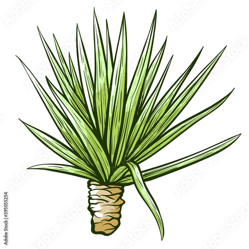 Tequila or blue agave hand drawn sketch. Mexican plant. Ingredient for alcoholic beverages, drinks.