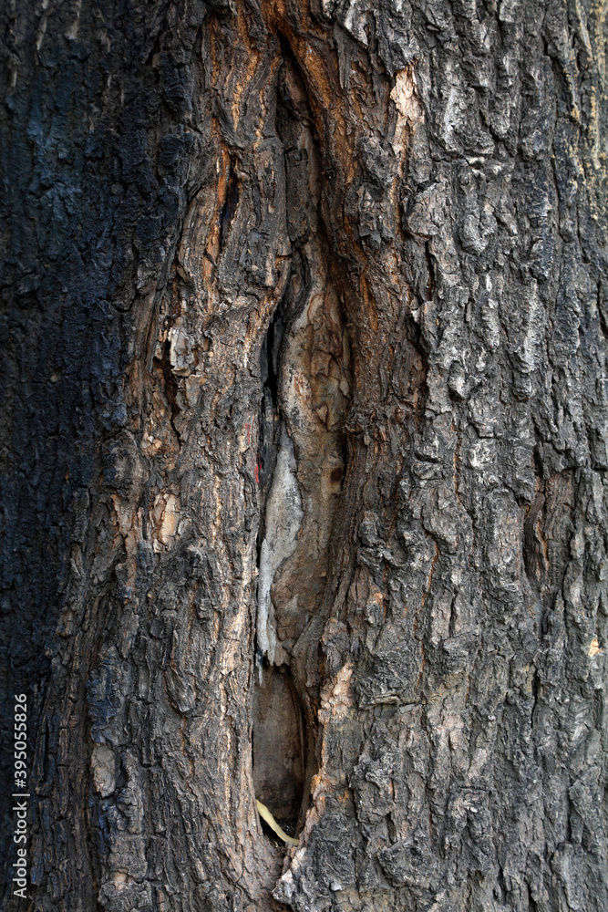 The bark texture of the old Sophora tree