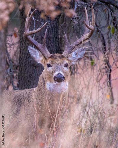White  tailed Deer in Southwest Oklahoma © David McGowen