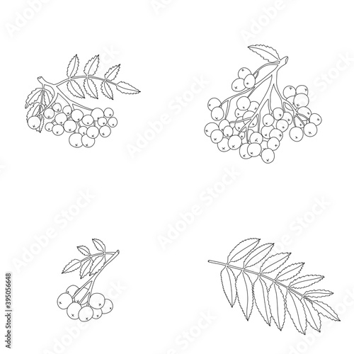 Nature background. Rowan branches with leaves on a white background.