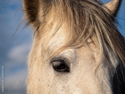 Sad white horse, eye detail. Semi wild animal.