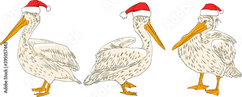 Christmas card hand drawn pelican with red Santa hat