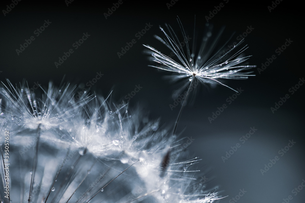 Naklejka premium Dandelion Seed in the wind
