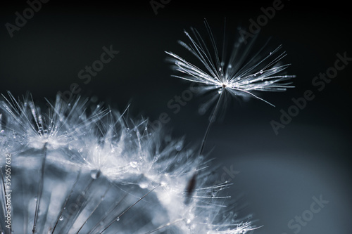 Dandelion Seed in the wind