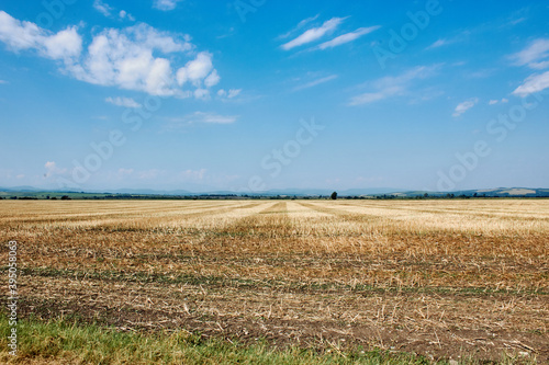 field of wheat and sky