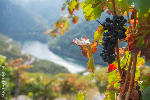 Принти на полотні Bunch of red grapes, heroic viticulture, Ribeira Sacra, Galicia, Spain