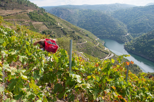 Men carrying boxes of grapes in the grape harvest, Ribeira Sacra, Galicia, Spain