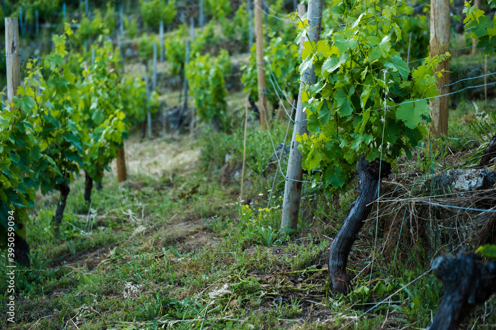 Green vineyard, Ribeira Sacra, Galicia, Spain Green vineyard, Ribeira Sacra, Galicia, Spain