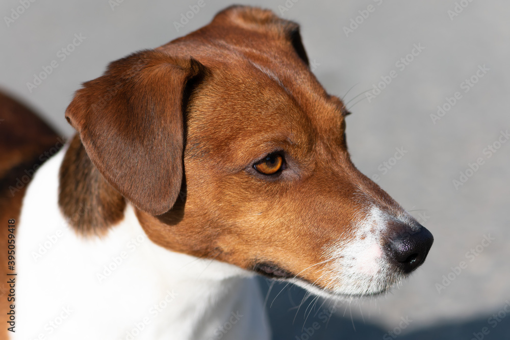 Jack Russell Terrier looks into the distance, close-up. Intelligent eyes of the dog portrait in the sunlight.