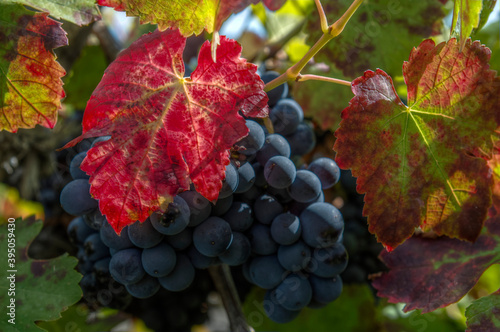 Bunch of red grapes, heroic viticulture, Ribeira Sacra, Galicia, Spain