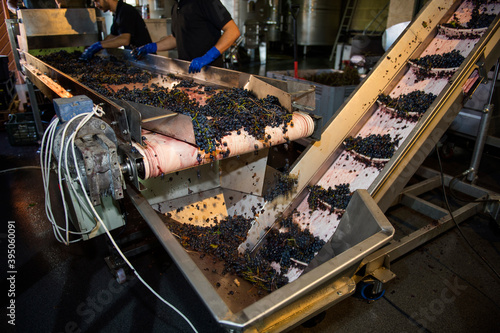 Men selecting bunches of grapes after harvest on conveyor belt, Heroic Viticulture, Ribeira Sacra, Galicia, Spain