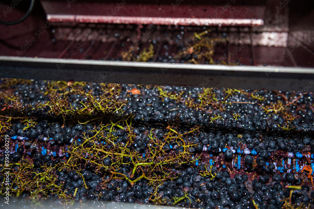 Conveyor belt of grapes, heroic viticulture in the Ribeira Sacra, Galicia, Lugo, Orense, Spain