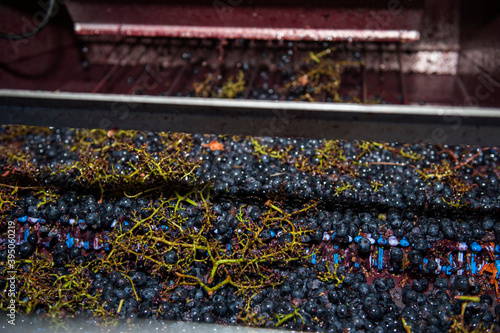 Conveyor belt of grapes  heroic viticulture in the Ribeira Sacra  Galicia  Lugo  Orense  Spain