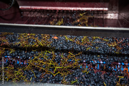 Conveyor belt of grapes, heroic viticulture in the Ribeira Sacra, Galicia, Lugo, Orense, Spain