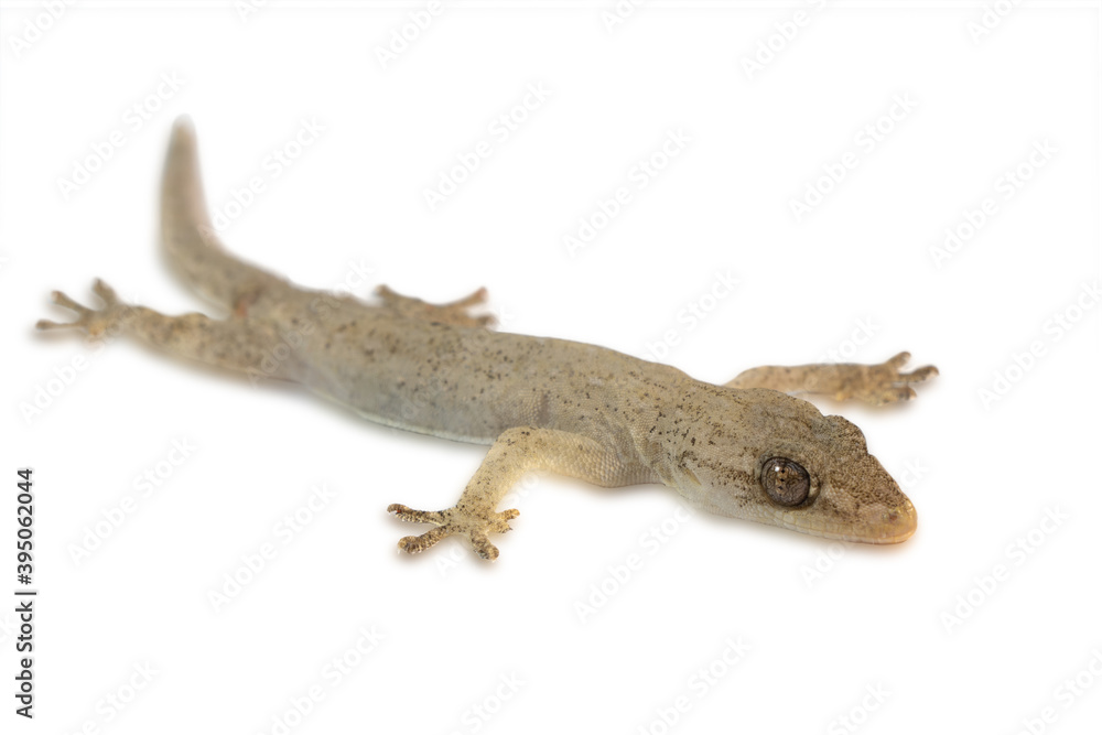 Obraz premium house lizard isolated on white background