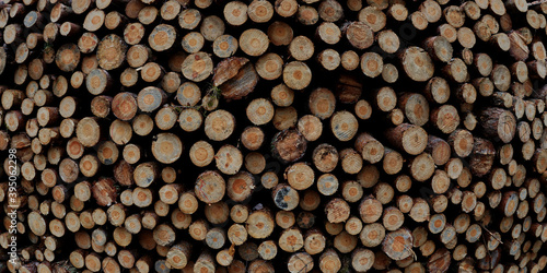 Background texture made of timber logs on stock. Blue stain lumber defect in pine wood visible. Forestry.