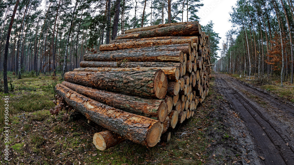 Cut down trees stacked in neat pile. Wood logs in winter forest woodlands. Poland, Europe. Deforestation.