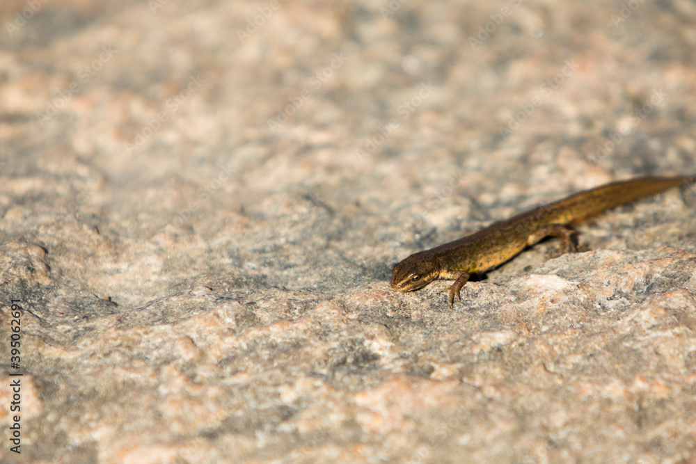 A small brown lizard on a rock A small brown lizard on a rock