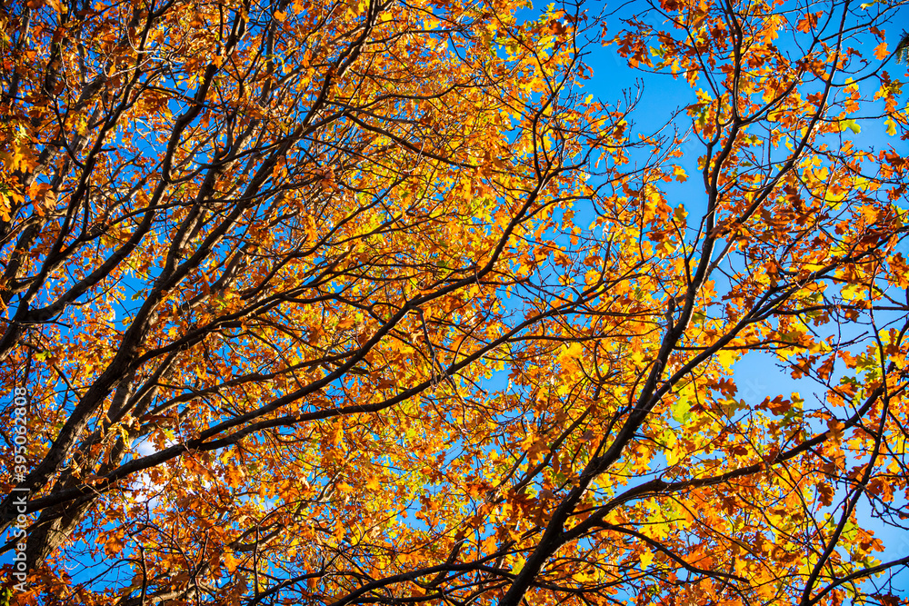 Autumn trees with rich yellow foliage on the edge of the lake in the Park. Autumn natural background.