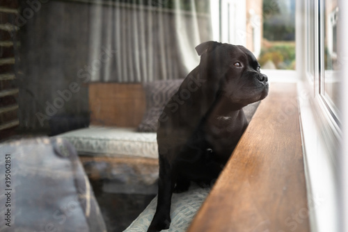 Staffordshire Bull Terrier dog sitting on a bay window  cushioned bench looking out of the window. As seen from outside looking in. There are some window reflections. Shallow focus.