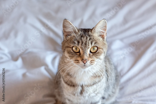 Portrait of a cute gray tabby cat. World Pet Day. World Cat Day